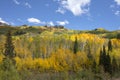 Aspen trees groves in Autumn Kebler Pass near Crested Butte Colorado America. Aspen grove tree Fall foliage change colour Royalty Free Stock Photo