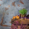 Fall autumn decorative festive thanksgiving background with milky saffron mushrooms Royalty Free Stock Photo