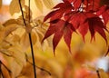 Fall Autumn Japanese Maple Magnolia Leaves