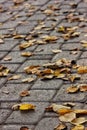 Fall autumn leaf dryleaf Royalty Free Stock Photo
