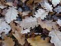 Fall autumn leafs with raindrops closeup