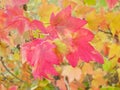 Fall / Autumn leaves background - Stock Photos Royalty Free Stock Photo