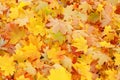 Fall / Autumn leaves background - Stock Photos Royalty Free Stock Photo