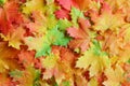 Fall / Autumn leaves background - Stock Photos Royalty Free Stock Photo