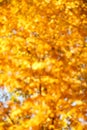 Fall, autumn, leaves background. Tree branch with autumn leaves of a maple on a blurred background. Landscape in autumn season Royalty Free Stock Photo