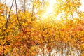 Fall, autumn, leaves background. Tree branch with autumn leaves of a maple on a blurred background. Landscape in autumn season Royalty Free Stock Photo