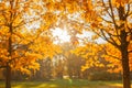 Fall, autumn, leaves background. Tree branch with autumn leaves of a maple on a blurred background. Landscape in autumn season Royalty Free Stock Photo