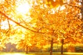 Fall, autumn, leaves background. Tree branch with autumn leaves of a maple on a blurred background. Landscape in autumn season Royalty Free Stock Photo