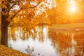 Fall, autumn, leaves background. Tree branch with autumn leaves of a maple on a blurred background. Landscape in autumn season Royalty Free Stock Photo