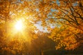 Fall, autumn, leaves background. Tree branch with autumn leaves of a maple on a blurred background. Landscape in autumn season Royalty Free Stock Photo