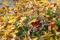 Fall autumn leaves and bouquet with mountain ash