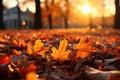 Fall autumn leaves on the ground with sunight. Autumn yellow leaves against setting sun. Sunrays in autumn forest. Beautiful sunny