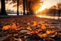 Fall autumn leaves on the ground with sunight. Autumn yellow leaves against setting sun. Sunrays in autumn forest. Beautiful sunny