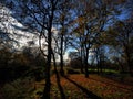 Fall. Autumn Park. Autumnal Trees and Leaves in sun rays Royalty Free Stock Photo