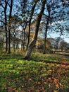 Fall. Autumn Park. Autumnal Trees and Leaves in sun rays Royalty Free Stock Photo