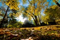 Fall autumn park. Falling leaves Royalty Free Stock Photo