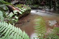 Fall autumn scenery in beautiful colorful forest with flowing brook river in long exposure with green fern Royalty Free Stock Photo