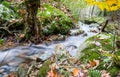 Fall autumn scenery in beautiful colorful forest with flowing brook river in ong exposure Royalty Free Stock Photo