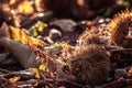 Fall autumn scenery with chestnuts and tree leaves on forest ground Royalty Free Stock Photo