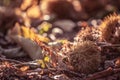 Fall autumn scenery with chestnuts and tree leaves on forest ground Royalty Free Stock Photo