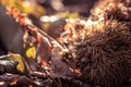 Fall autumn scenery with chestnuts and tree leaves on forest ground Royalty Free Stock Photo