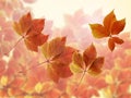 Fall autumn scenery with red leaves and blurred background. Colorful red and orange autumn leaves with sun rays Royalty Free Stock Photo