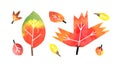 Fall watercolor leaves collection on white background with clipping mask Royalty Free Stock Photo