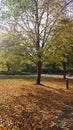 Fall Autumn Tree Park Garden Leaves Royalty Free Stock Photo