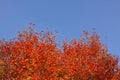 Fall autumn tree with red foliage leaves against a beautiful blue sky Royalty Free Stock Photo