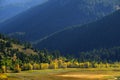 Fall Autumn Trees in Valley with Green Pine Forest Mountains Royalty Free Stock Photo