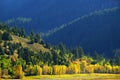 Fall Autumn Trees in Valley with Green Pine Forest Mountains Royalty Free Stock Photo