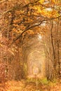 Fall autumn tunnel of love in Klevan Ukraine. Royalty Free Stock Photo