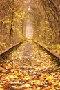 Fall autumn tunnel of love in Klevan Ukraine. Royalty Free Stock Photo