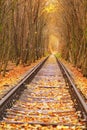 Fall autumn tunnel of love in Klevan Ukraine. Royalty Free Stock Photo