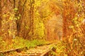 Fall autumn tunnel of love in Klevan Ukraine. Royalty Free Stock Photo