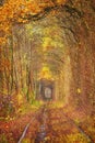 Fall autumn tunnel of love in Klevan Ukraine. Royalty Free Stock Photo