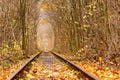 Fall autumn tunnel of love in Klevan Ukraine. Royalty Free Stock Photo