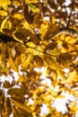 Fall autumn yellow orange leaves of chestnut tree pattern motif Royalty Free Stock Photo