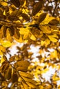 Fall autumn yellow orange leaves of chestnut tree pattern motif Royalty Free Stock Photo