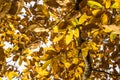 Fall autumn yellow orange leaves of chestnut tree pattern motif Royalty Free Stock Photo