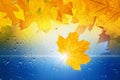 Fall background Royalty Free Stock Photo