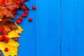 Fall background colour leaves rowan fruit on blue boards