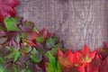 Fall background, green and red maple leaves piled in a corner, on a rustic wood background Royalty Free Stock Photo