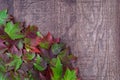 Fall background, green and red maple leaves piled in a corner, on a rustic wood background Royalty Free Stock Photo