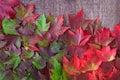 Fall background, green and red maple leaves in various shades with the corner of a rustic wood background Royalty Free Stock Photo