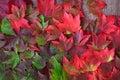 Fall background, green and red maple leaves in various shades with the corner of a rustic wood background Royalty Free Stock Photo