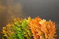 Fall background with Quercus rubra leaves