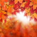 Fall background with red autumn maple leaves and abstract sun light Royalty Free Stock Photo