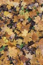 Fall background. Yellow maple leaves on forest ground texture