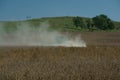 Fall Bean Harvest Royalty Free Stock Photo